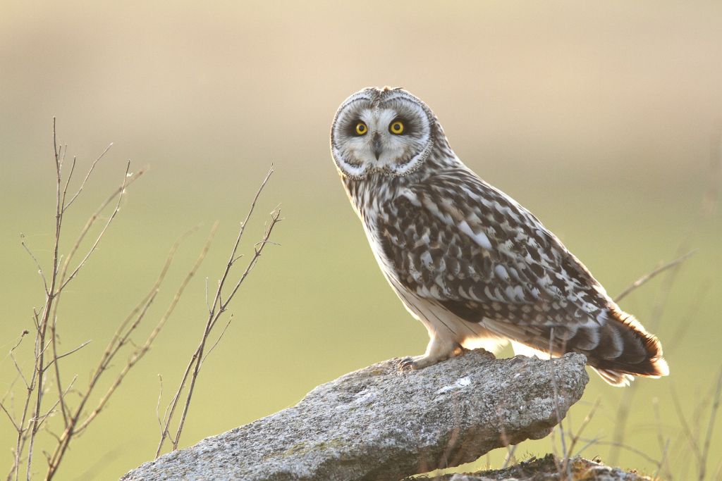 Hibou des marais