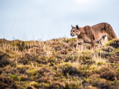 Chili - Voyage nature au Chili : pumas, baleines et manchots