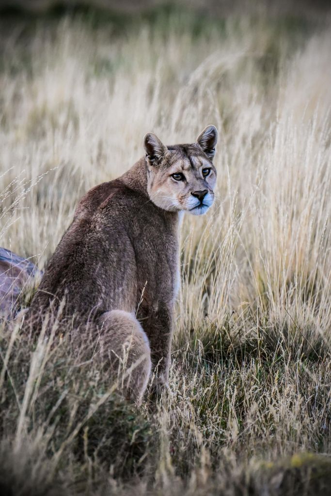 Voyage nature au Chili : pumas, baleines et manchots