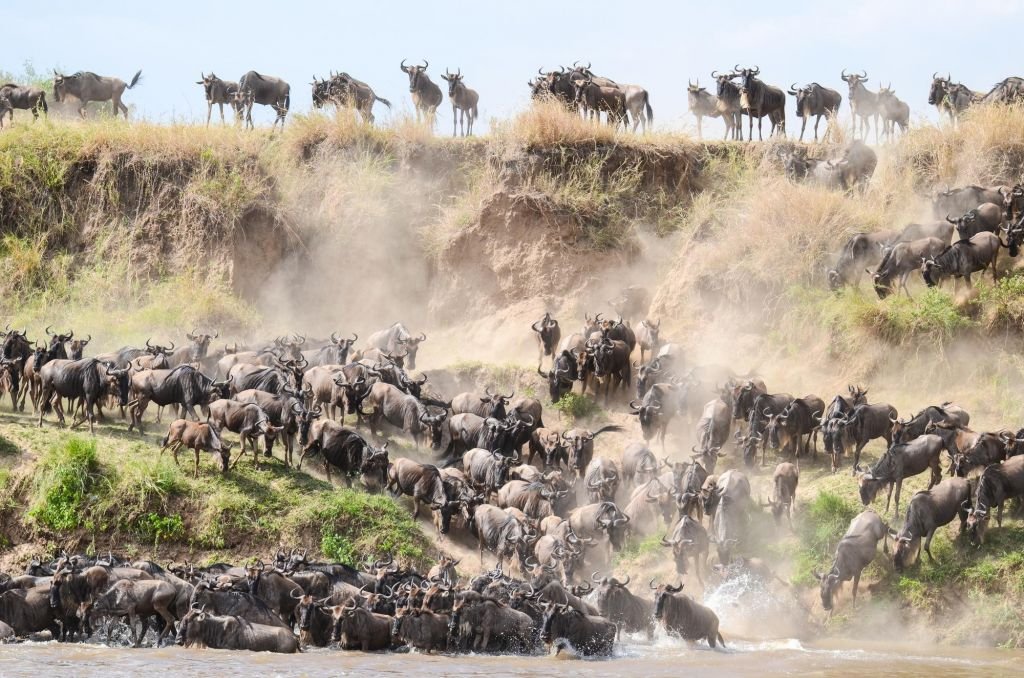 Safari Grande migration kenya