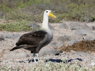 Equateur - Croisière ornithologique, photographique et naturaliste aux Galapagos