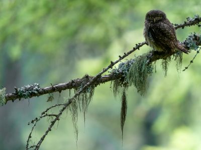 France - Trous secrets de chouettes et falaises à vautours dans les Alpes