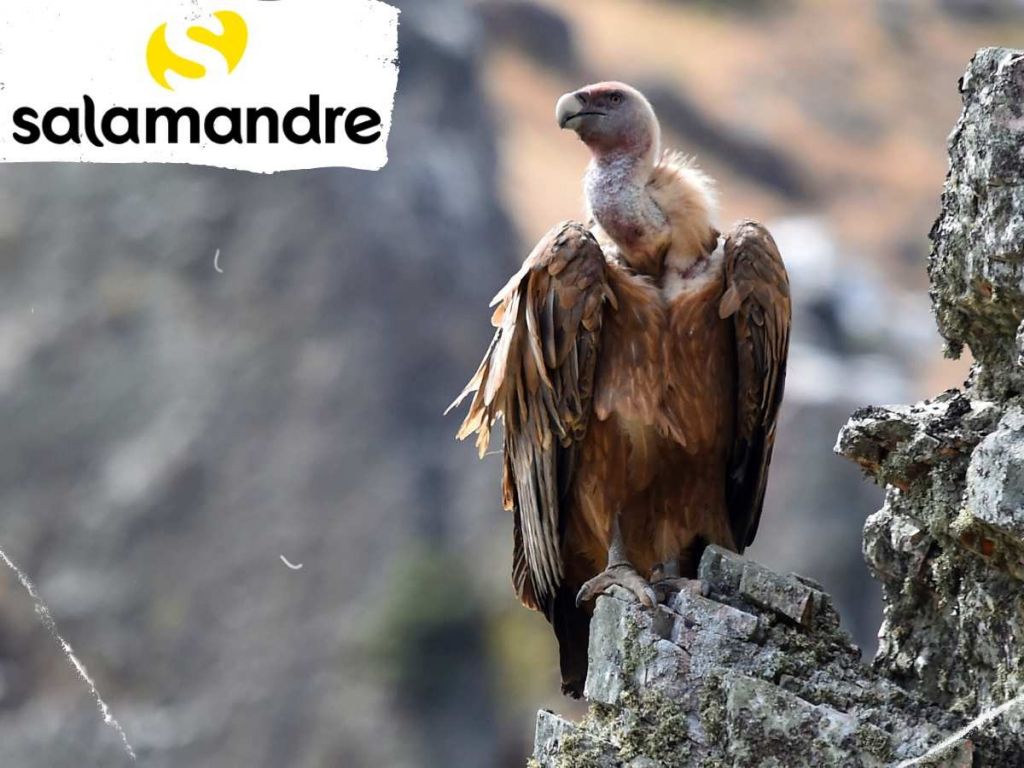 Chouette chevechette en forêt lors d'un séjour photo