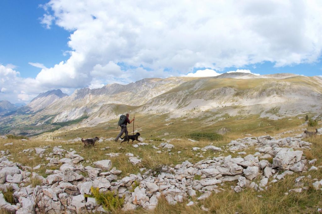 Au coeur du territoire du loup