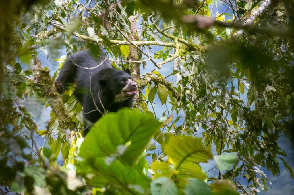 Faune andine, voyage photo