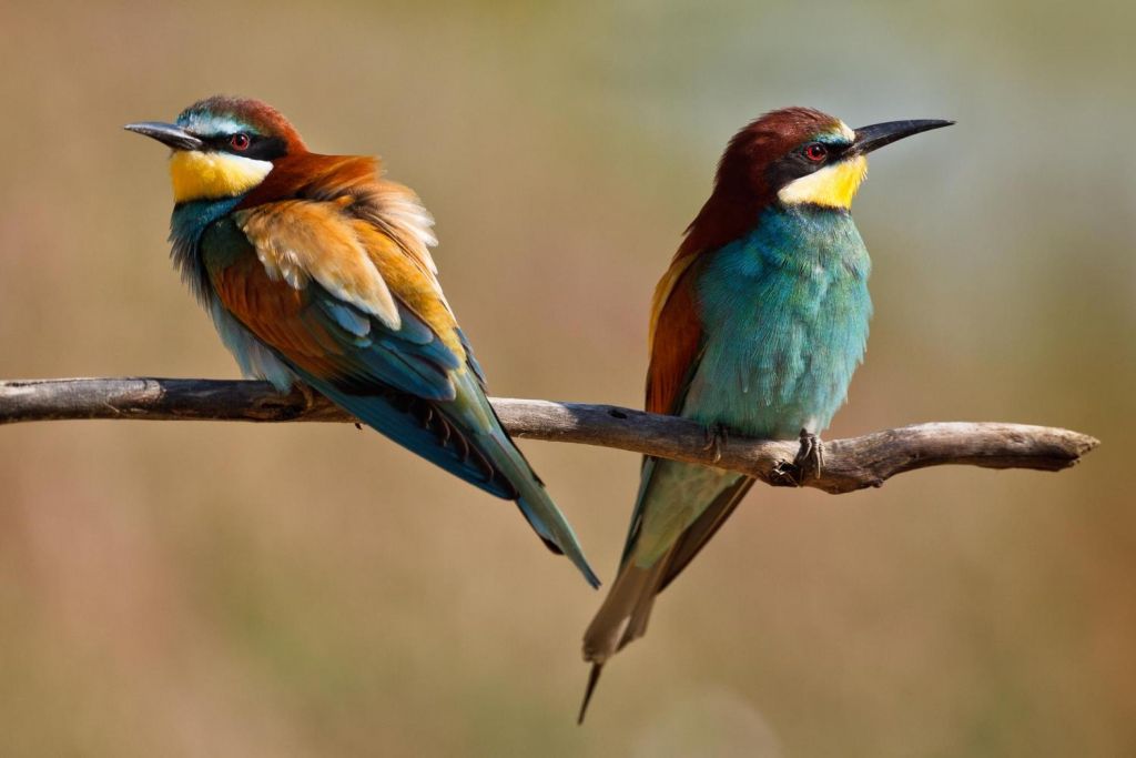 deux oiseaux colorés de dos sur une branche