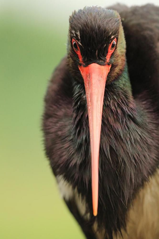 portrait d'un oiseau noir à long bec rouge