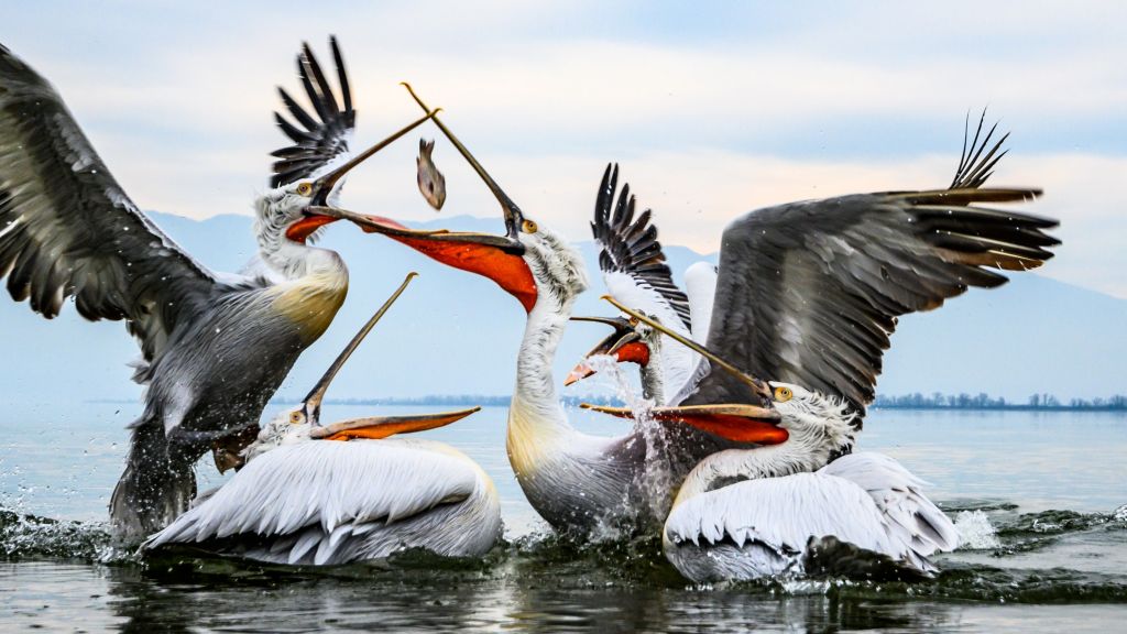 Observations ornithologiques dans le nord de la Grèce