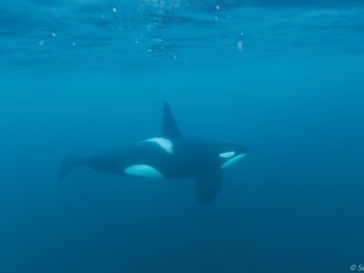 Norvège - Plongées avec les orques libres et les baleines en Norvège 