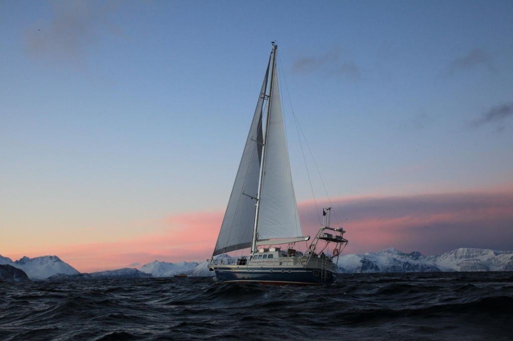 Plongées avec les orques libres et les baleines en Norvège 