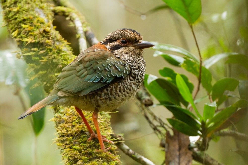 Brachyptérolle écaillé