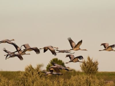 France - Landes et littoral de Gascogne à l’affût des oiseaux migrateurs 