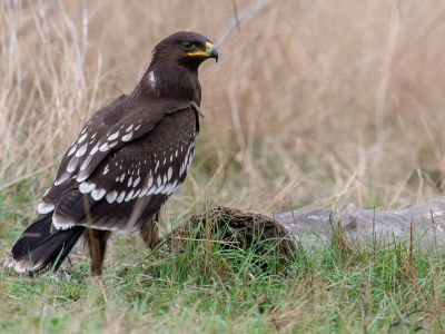 France - Oiseaux hivernants de Camargue