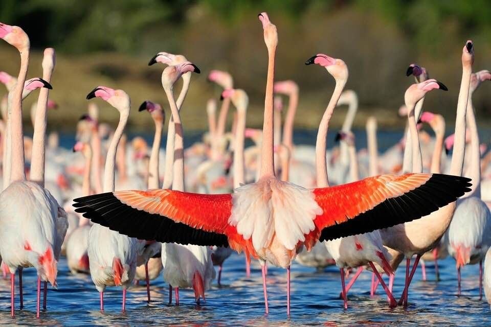 Flamant rose