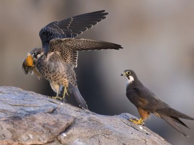 Espagne - Voyage ornithologique aux Îles Baléares 