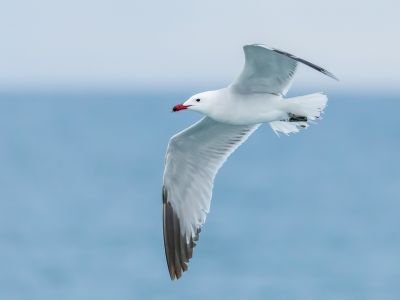 France - Oiseaux nicheurs et migrateurs de Corse