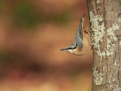 France - Week-end initiation au chant des oiseaux