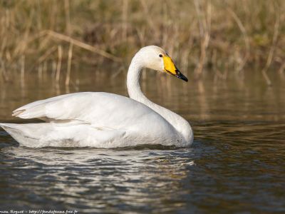 France - Oiseaux hivernants et migrateurs du lac du Der