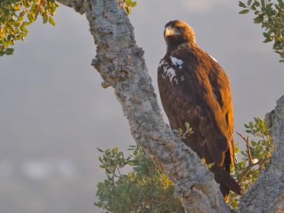 Espagne - Douceurs ornithologiques d'automne en Estrémadure