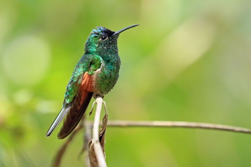 Colibri d'Oaxaca