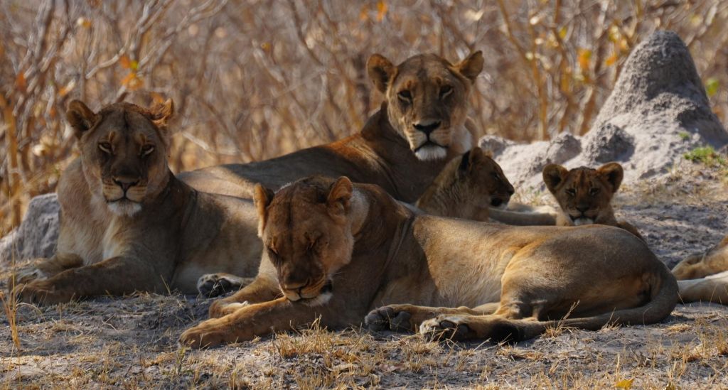 Eléphants à Hwange Zimbabwe