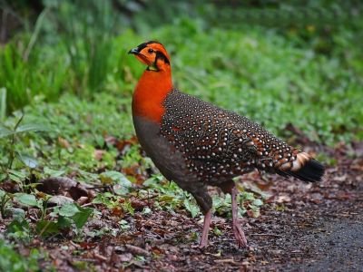 Inde - Ornithologie dans le Nord-Est Indien, vertige de la biodiversité himalayenne 