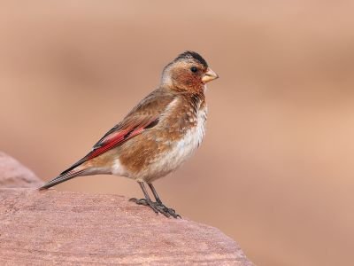 Maroc - Les oiseaux du sud marocain