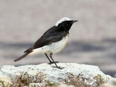 Chypre - Oiseaux endémiques et migrateurs de Chypre