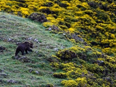 Espagne - Immersion dans les Asturies à la rencontre de l'Ours Cantabrique