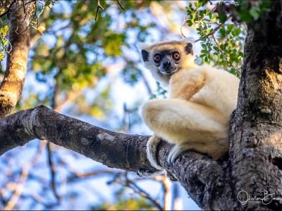 Madagascar - Faune du Nord