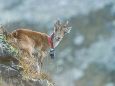 France - Découverte du Bouquetin ibérique dans les Pyrénées ariégeoises